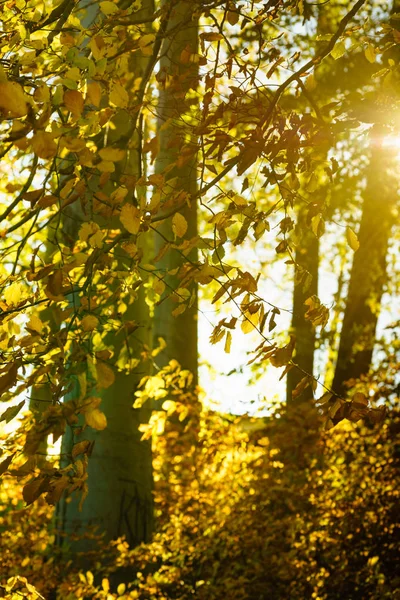 Podzimní stromy v parku — Stock fotografie