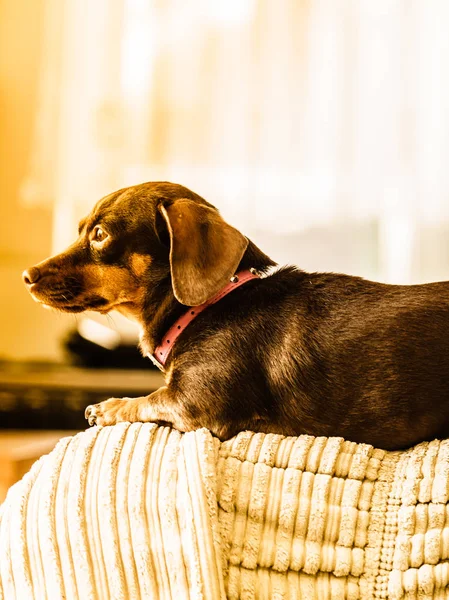 Σκυλάκι που κάθεται στον καναπέ — Φωτογραφία Αρχείου