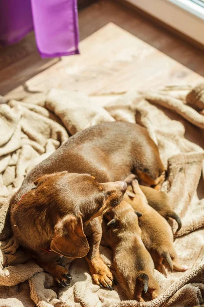 Маленькая мама таксы кормит щенков новорожденных — стоковое фото
