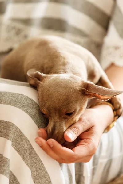 Malý pes jí jídlo z ruky — Stock fotografie