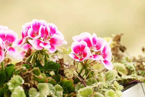 Rosa, hvite, lilla blomster i kjele – stockfoto