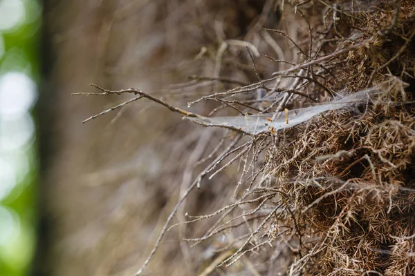 Primo piano di ragnatela su albero di muschio — Foto Stock