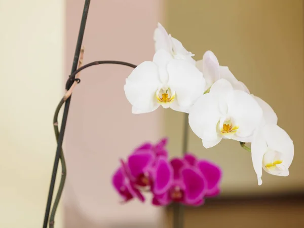 Mooie witte paarse roze orchideeën — Stockfoto