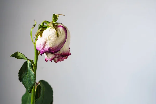 Flor de rosa seca marchita en el fondo de la pared — Foto de Stock