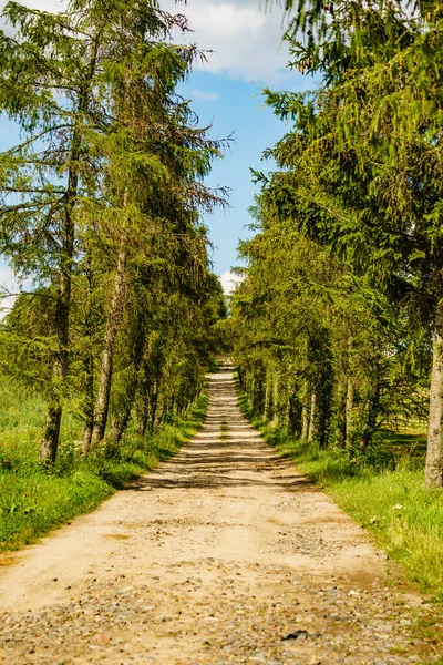 Chemin de campagne avec arbres verts . — Photo