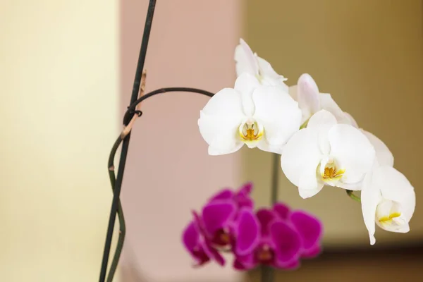 Beautiful white purple pink orchids — Stock Photo, Image