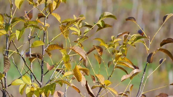 Осенние Листья Деревьев Виноградник Заднем Плане Location Jura Арбуа Франция — стоковое фото