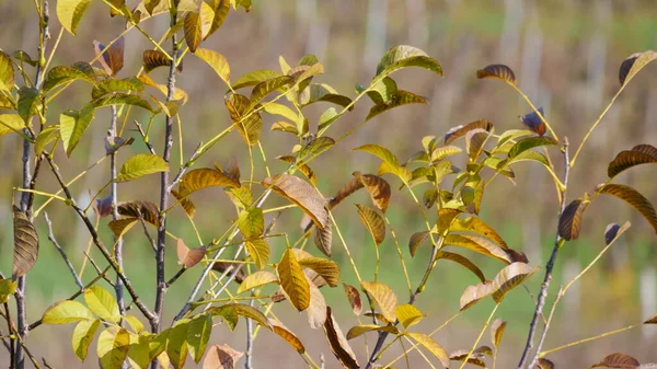 Foglie Autunno Vigneto Sullo Sfondo Ubicazione Jura Arbois Francia — Foto Stock