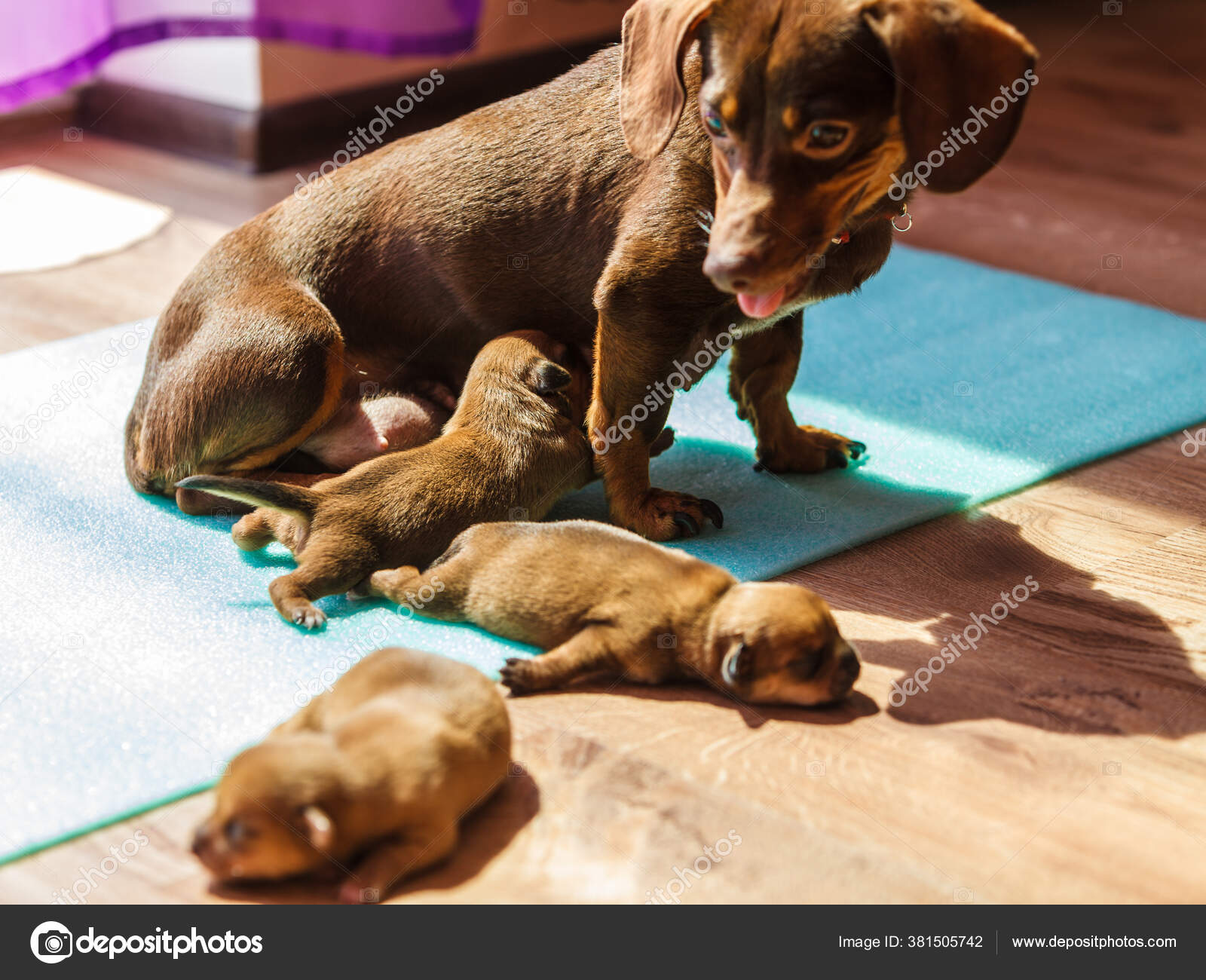 Close Cute Adorable Little Dachshund Puppies Dogs Newborns Lying