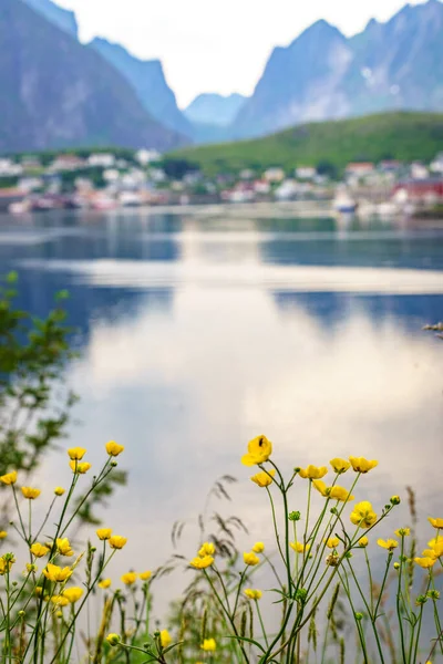 Fjord Coast Landscape Spring Flowers Typical Norwegian Fishing Village Reine — ストック写真