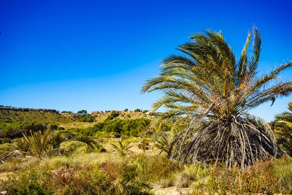 Paesaggio Costiero Con Palme Piante Mediterranee — Foto Stock