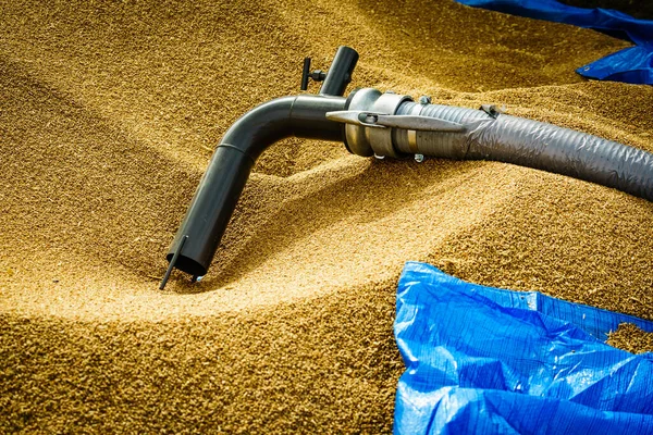 Heap Whole Grain Seeds Wheat Kernels Machine Hose Tube Farm — Stock Photo, Image