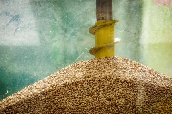 Tam Tahıl Çekirdeği Yığını Buğday Taneleri Karıştırma Makinesine Karıştırılır Ekinlerin — Stok fotoğraf