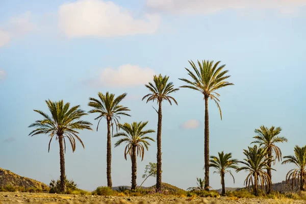 Paisaje Con Palmeras Sierra Alhamilla España — Foto de Stock