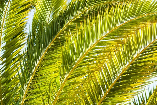 Primo Piano Foglie Palma Verde Tropicale Alla Luce Del Sole — Foto Stock