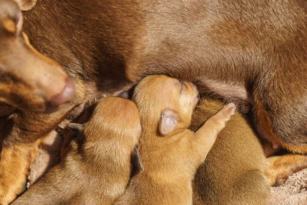 Primer Plano Lindos Adorables Cachorros Salchichas Perros Recién Nacidos Acostados —  Fotos de Stock