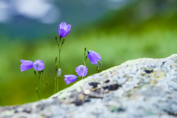 Violetta Blommor Vår Eller Sommartid Norska Fjällområden — Stockfoto