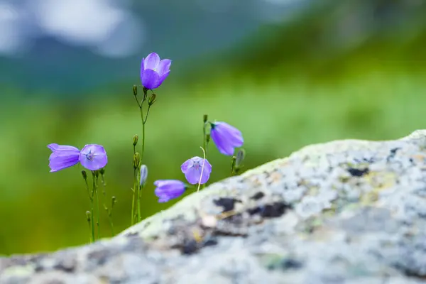 Fialové Květiny Jaro Nebo Léto Oblasti Norských Hor — Stock fotografie