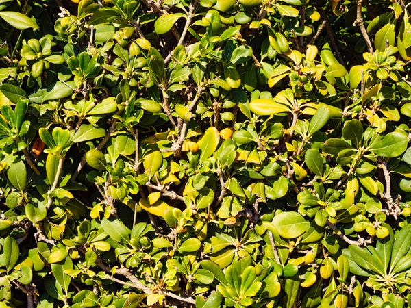 Folhas Primavera Verdes Como Fundo Natureza Mediterrânica Planta — Fotografia de Stock