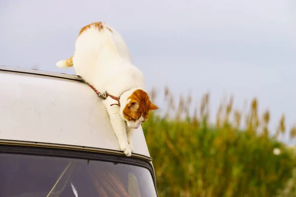 고양이 동물과 이동하는 자동차 — 스톡 사진