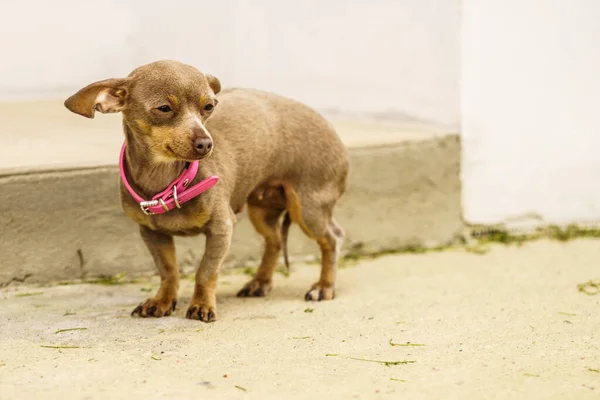 Malý Psíček Přímořská Krysarik Crossbreed Malý Pes Hrající Venku Během — Stock fotografie