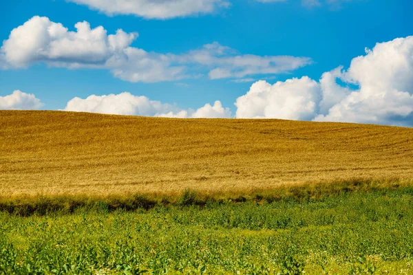 Letní Krajina Pšeničné Pole Modrá Obloha Bílými Mraky — Stock fotografie