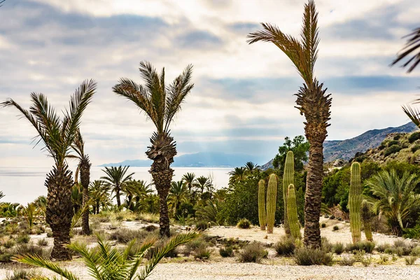 海滨的棕榈树和大仙人掌 西班牙阿尔梅利亚的自然 沿海地中海景观 — 图库照片