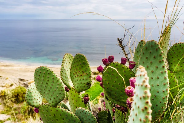 Kaktusväxter Med Rosa Blommor Saftiga Utomhus Medelhavskusten — Stockfoto