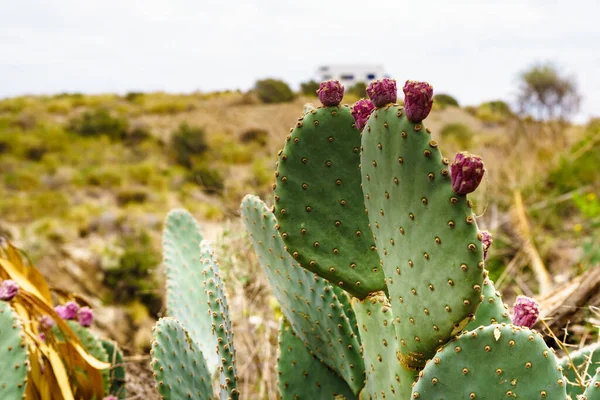 Piante Cactus Con Fiori Rosa Carovana Collina Lontananza Vacanze Sulla — Foto Stock