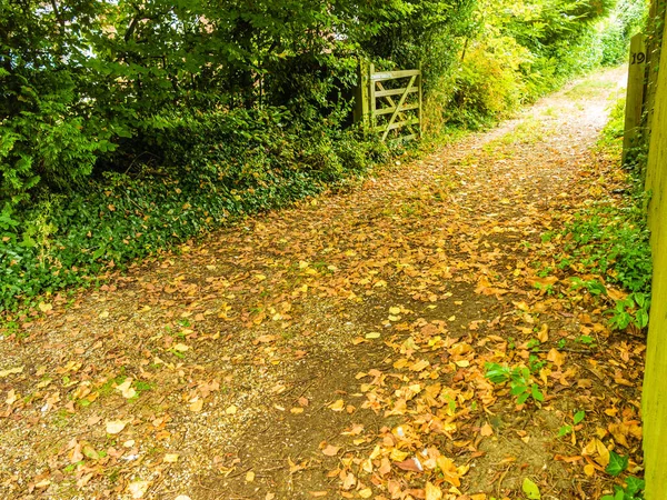 Nature Concept Peaceful Path Autumnal Forest Park Many Yellow Leafs — Stock Photo, Image