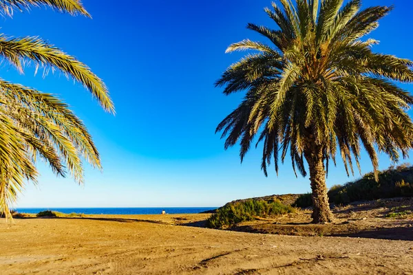 Stranden Percheles Murcia Regionen Spanien Mazarron Bay Kustlandskap Med Palmer — Stockfoto