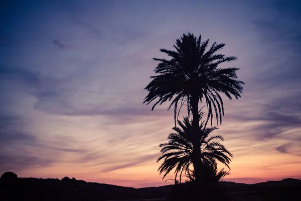 Silhouette Palmiers Contre Ciel Après Coucher Soleil Paysage Nocturne Calblanque — Photo