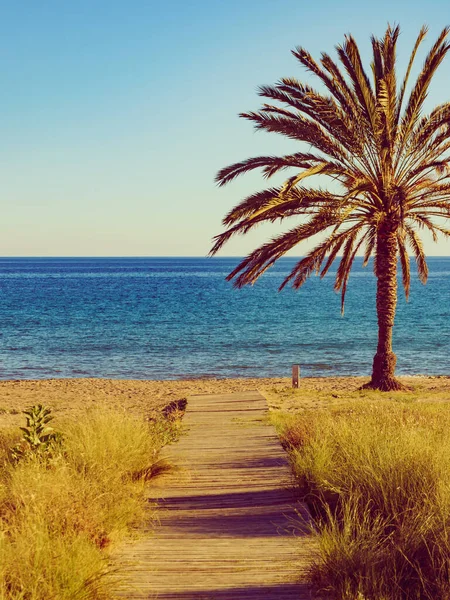 Percheles Sahili Murcia Bölgesi Spanya Misarron Körfezi Palmiye Ağaçları Deniz — Stok fotoğraf