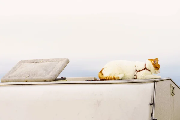 Gato Blanco Techo Del Vehículo Campista Autocaravana Viajando Con Mascota — Foto de Stock