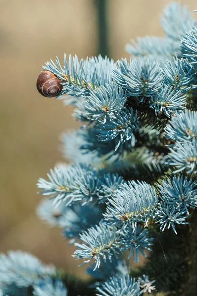 青い緑色の針葉樹の木の上に小さなカタツムリ 森林動物の詳細 自然概念 — ストック写真