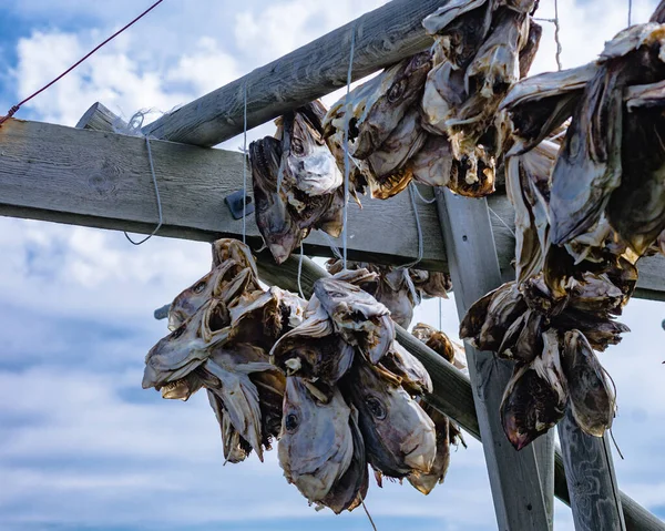 ラック ロフトテン島で乾燥したタラ資源魚 ノルウェーの工業漁業 — ストック写真