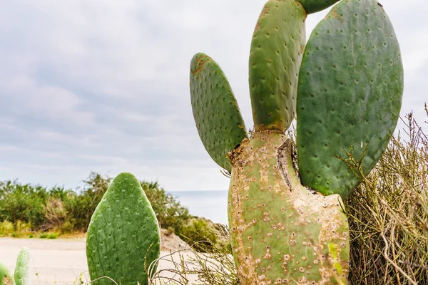 Kaktusové Rostliny Šťavnaté Venku Středomořském Španělském Pobřeží — Stock fotografie