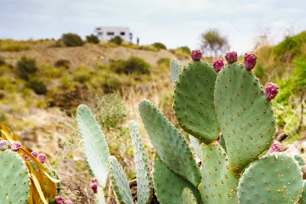 Rośliny Kaktusa Różowymi Kwiatami Przyczepą Kempingową Wzgórzu Oddali Wakacje Wybrzeżu — Zdjęcie stockowe