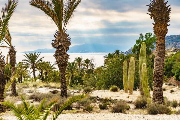 Palmer Och Stor Kaktus Havskusten Natur Kustnära Medelhavslandskap Almería Spanien — Stockfoto