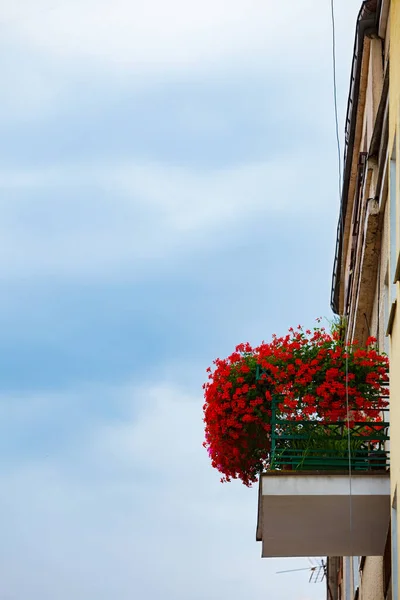 Rode Bloemen Balkon Appartement Tegen Blauwe Hemel Home Platte Bloemen — Stockfoto