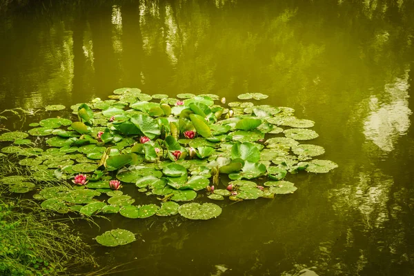 Aquatic Plants Concept Many Big Leaves Lake River Water Lilies — Stock Photo, Image