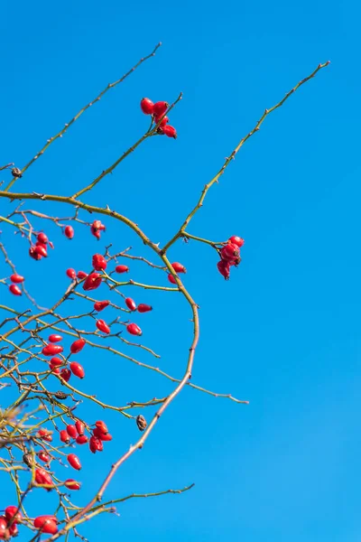 Detaillierte Nahaufnahme Von Buschwerken Mit Blühenden Wildrosen Strahlend Blauen Himmel — Stockfoto