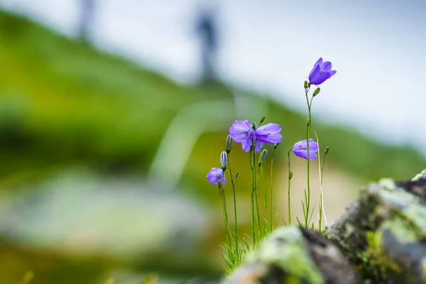 Fialové Květiny Jaro Nebo Léto Oblasti Norských Hor — Stock fotografie