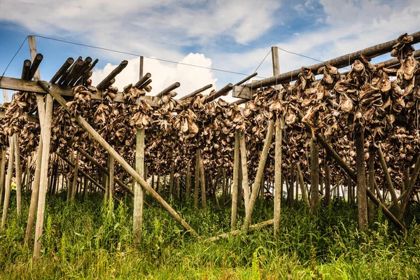 Cod Stockfish Drying Racks Lofoten Islands Industrial Fishing Norway — Stock Photo, Image