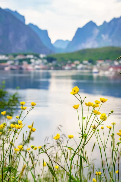 Fjordkustlandskap Vårblommor Och Typiska Norska Fiskeby Reine Lofoten Öar Norge — Stockfoto