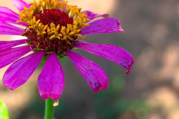 Close Pink Flower Zinnia Sunshine Morning Copy Space Select Focus — Stock Photo, Image