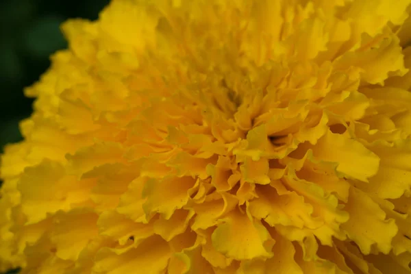 Крупним Планом Прекрасні Квіти Вибором Фокусу Неглибока Глибина Різкості Жовтий — стокове фото