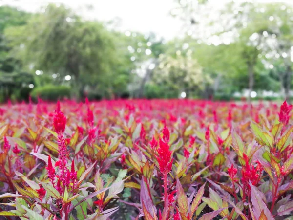Red Flowers Blurred Bokeh Background Copy Space Garden Park — Stock Photo, Image