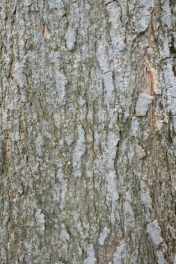 Arka plan ve ağaç kabuğu dokusu. Yeşil ve gri Wood