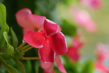 Kırmızı su teresi çiçek yeşil arka plan bulanık ve doku kopya alanı ile solmuş. Neture güzel